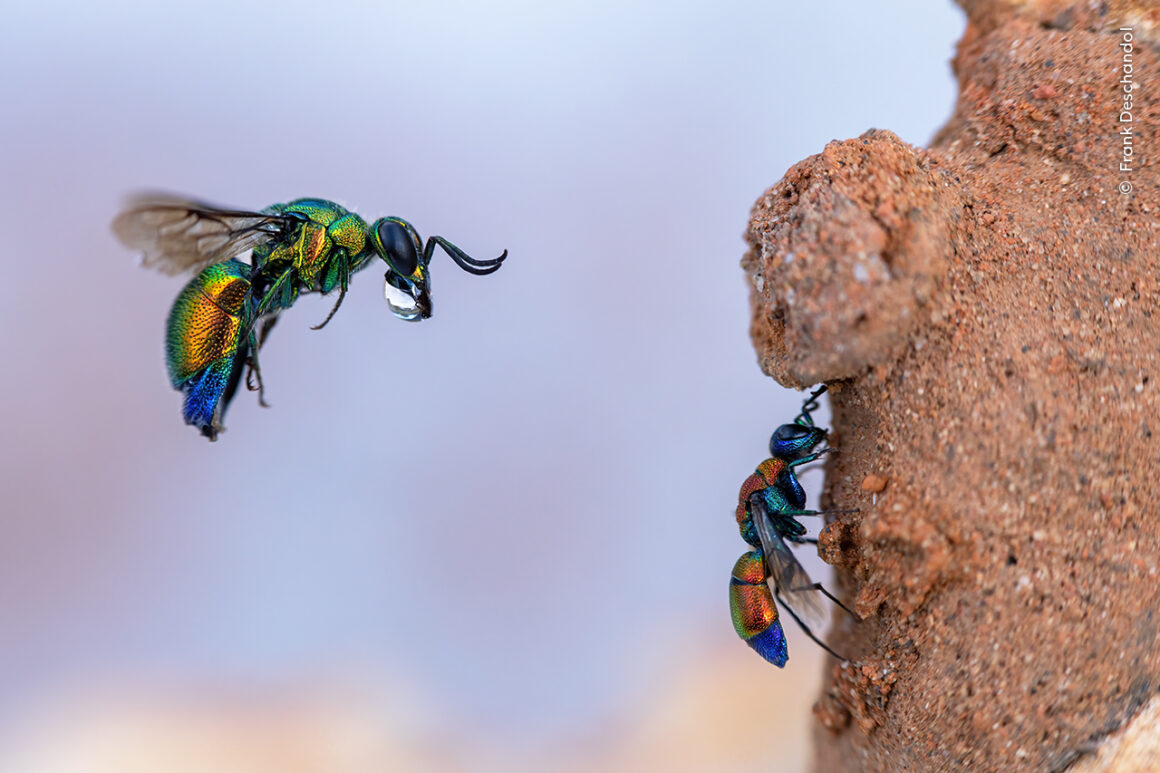 Yılın Yaban Hayatı Fotoğrafçısı Ödülleri 2024 13 ©Frank Deschandol Wildlife Photographer of the Year