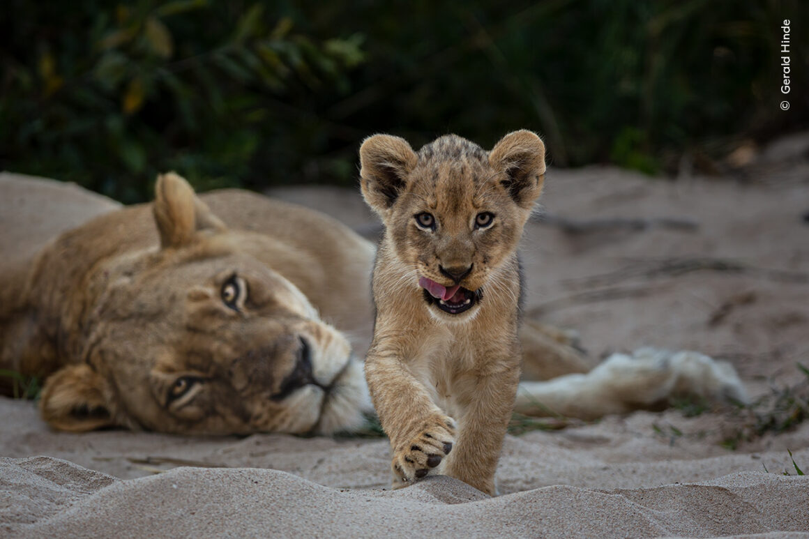 Yılın Yaban Hayatı Fotoğrafçısı Ödülleri 2024 14 ©Gerald Hinde Wildlife Photographer of the Year