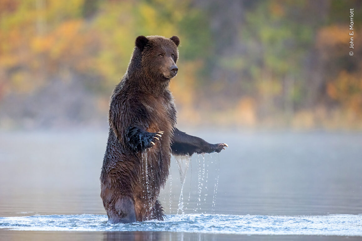 Yılın Yaban Hayatı Fotoğrafçısı Ödülleri 2024 16 ©John E. Marriott Wildlife Photographer of the Year 1