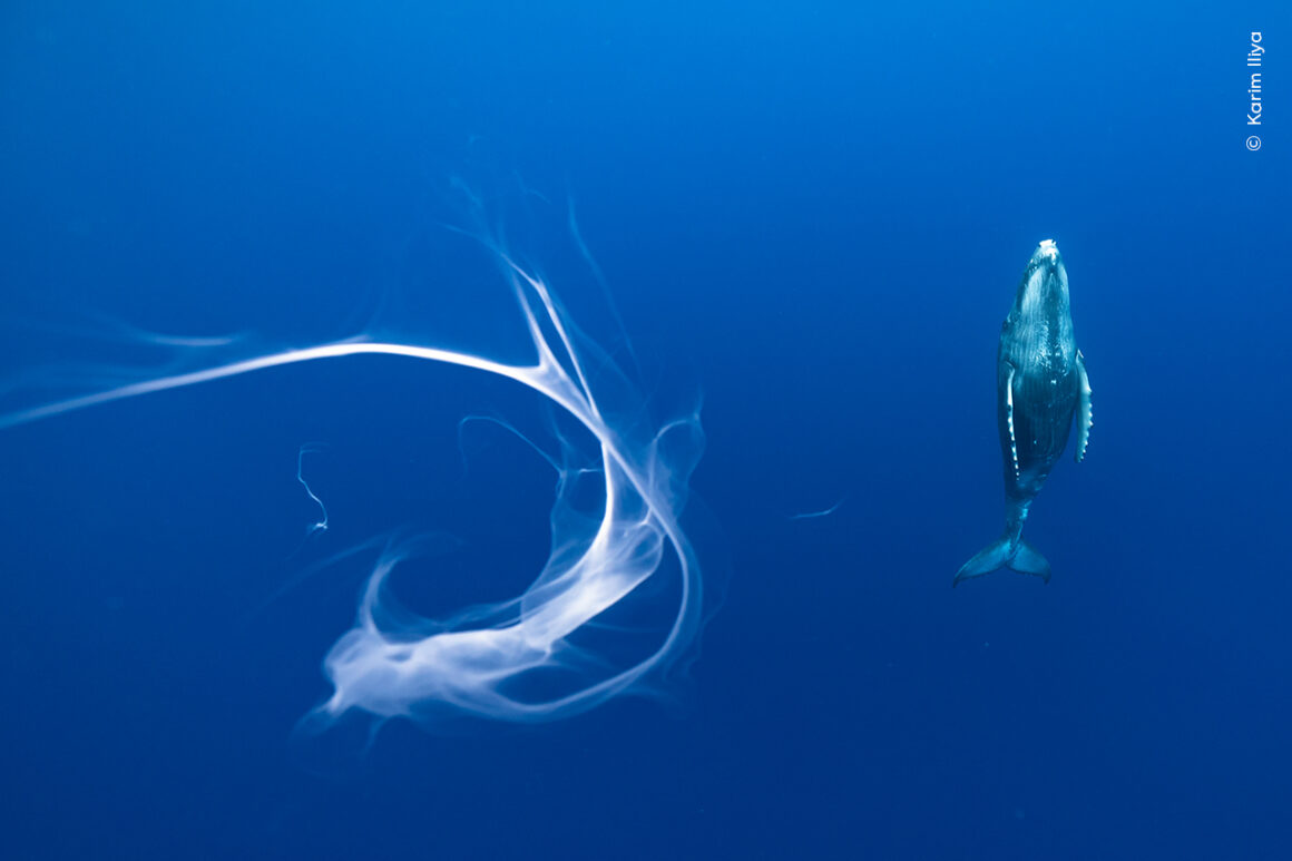 Yılın Yaban Hayatı Fotoğrafçısı Ödülleri 2024 17 ©Karim Iliya Wildlife Photographer of the Year