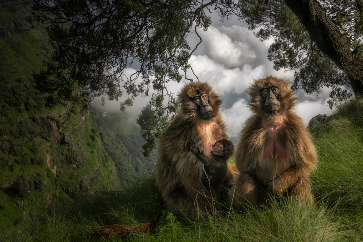 Yılın Yaban Hayatı Fotoğrafçısı Ödülleri 2024 18 ©Marco Gaiotti Wildlife Photographer of the Year
