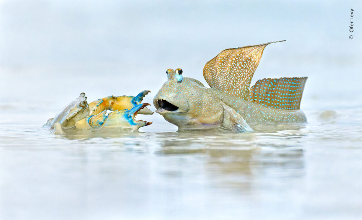 Yılın Yaban Hayatı Fotoğrafçısı Ödülleri 2024 22 ©Ofer Levy Wildlife Photographer of the Year