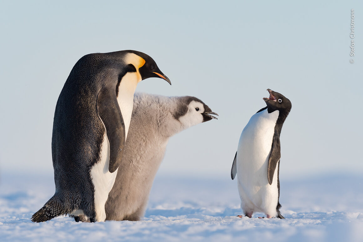 Yılın Yaban Hayatı Fotoğrafçısı Ödülleri 2024 24 ©Stefan Christmann Wildlife Photographer of the Year