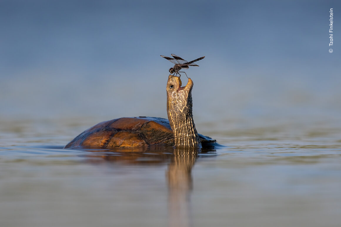 Yılın Yaban Hayatı Fotoğrafçısı Ödülleri 2024 25 ©Tzahi Finkelstein Wildlife Photographer of the Year