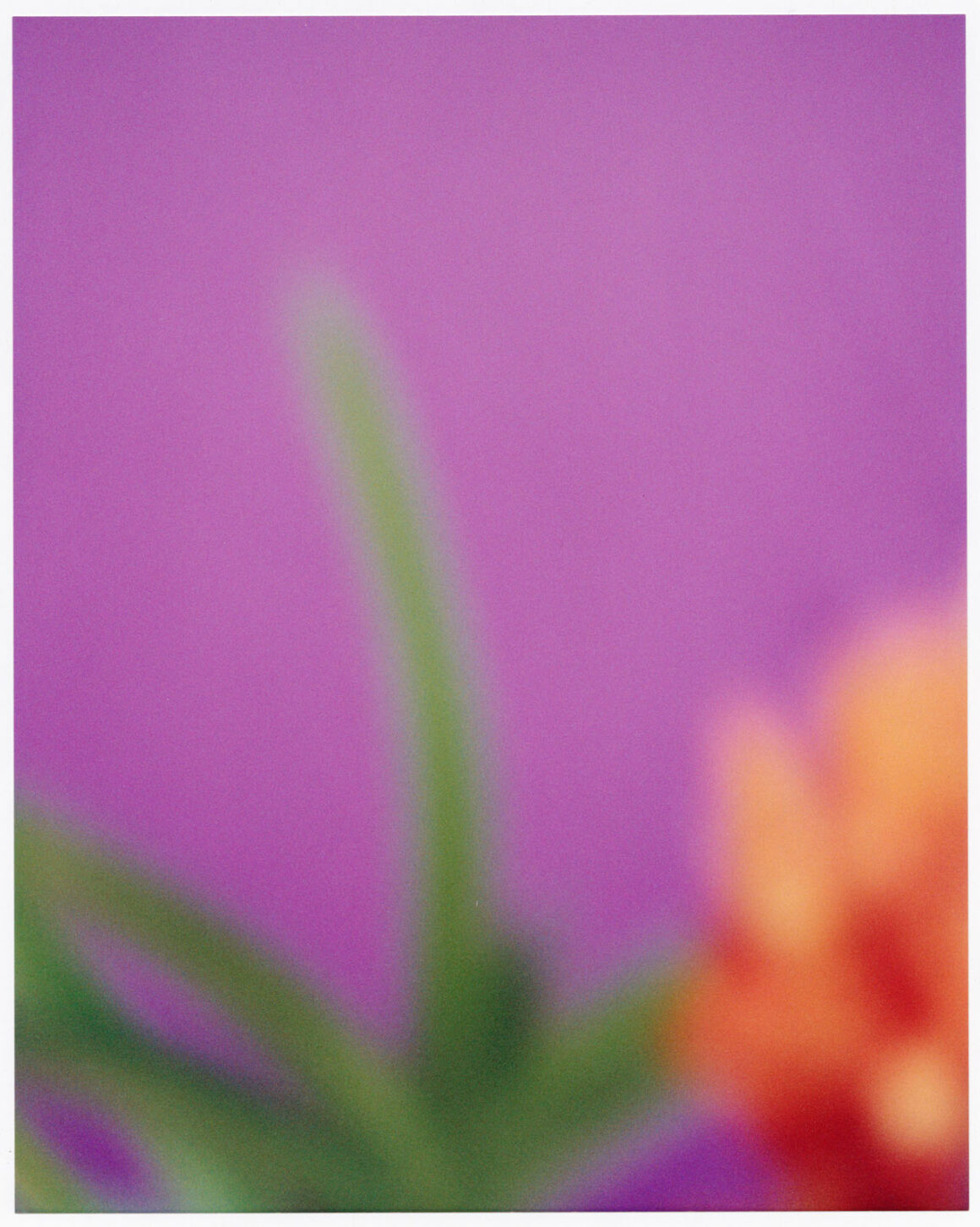 Fotoğrafçı David Seidner Türü Belirleyen Bir Sanatçıydı 10 11 Seidner Orchid
