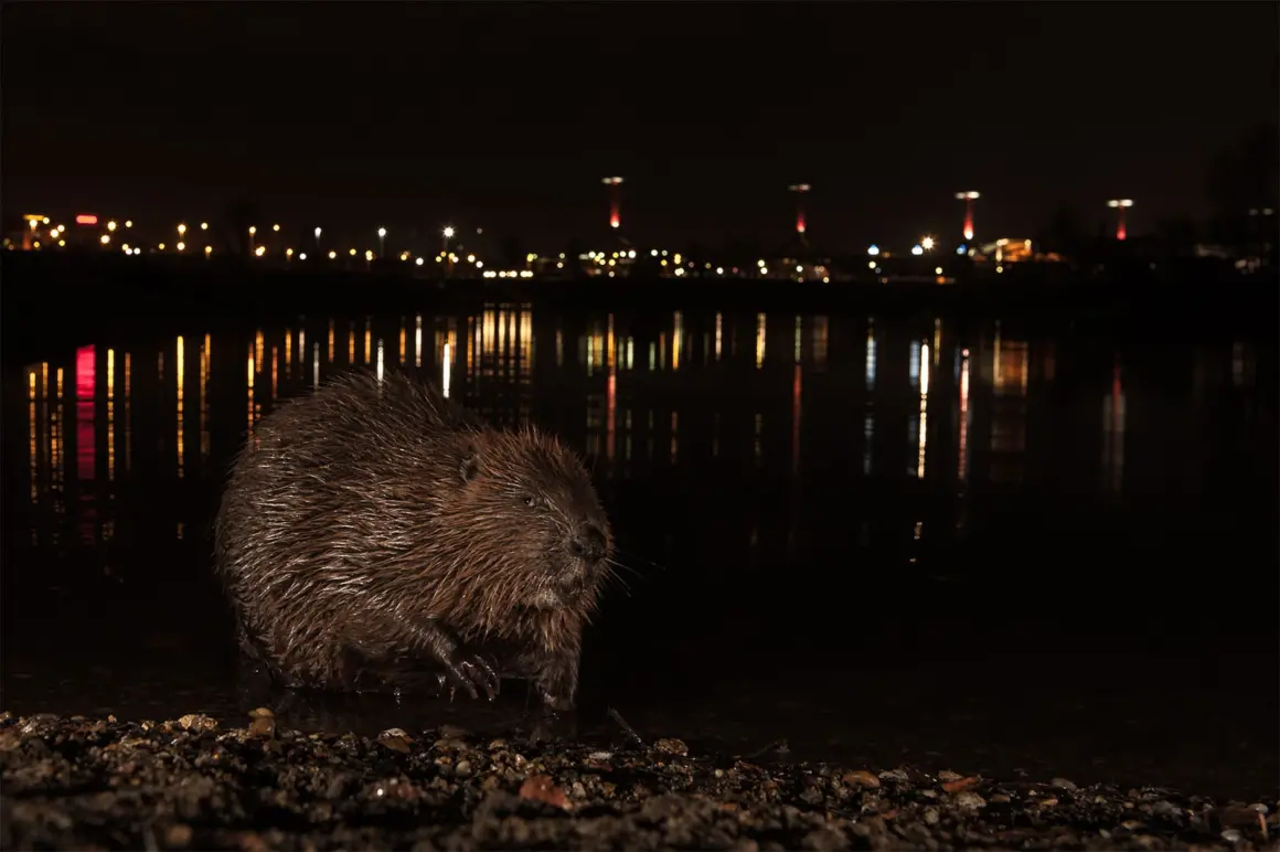 BRONZE©Adam Horvath Budapest Beaver