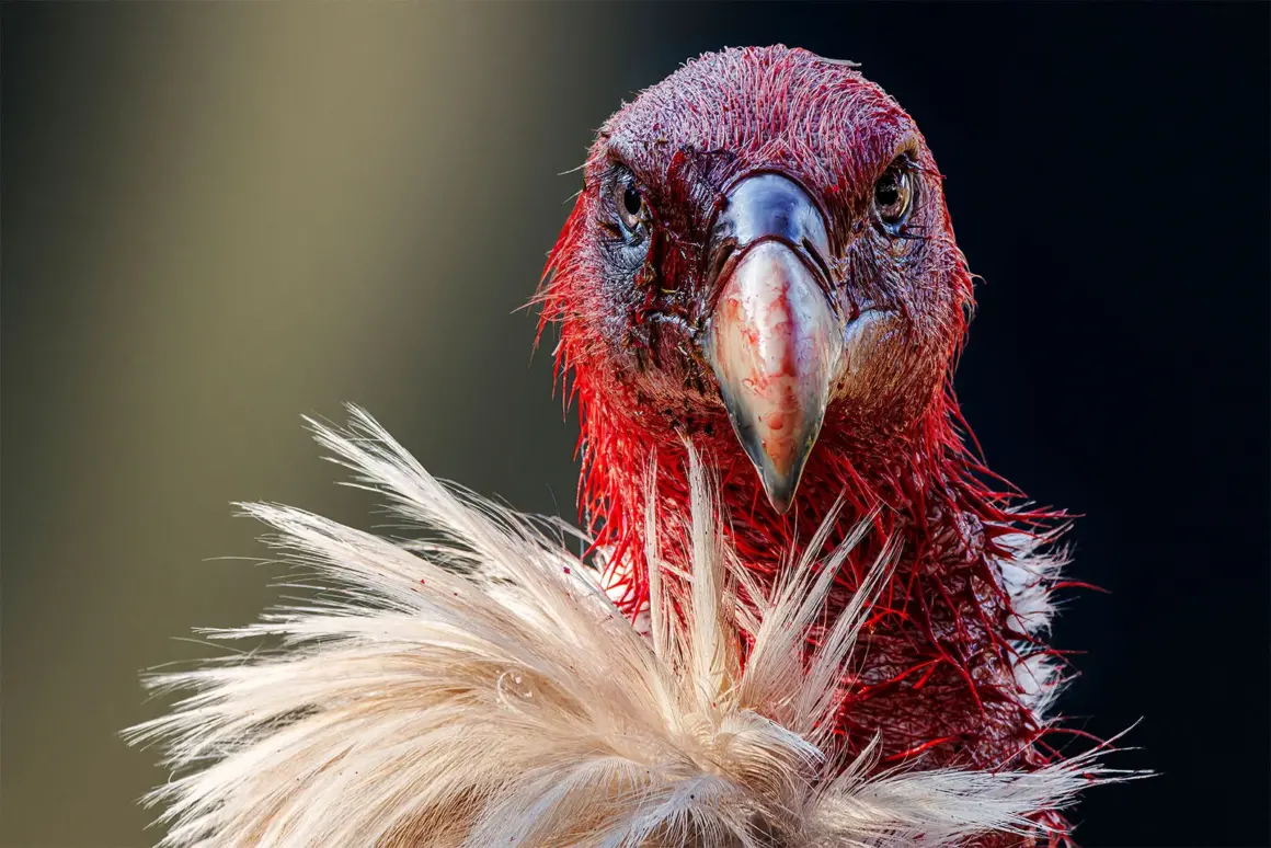 BRONZE©Partha Roy Bloody Himalayan vulture