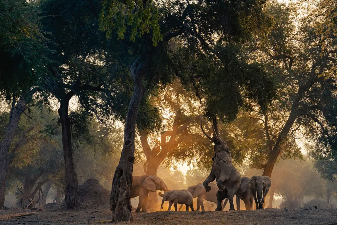 BRONZE©Lukas Walter Reaching for the top