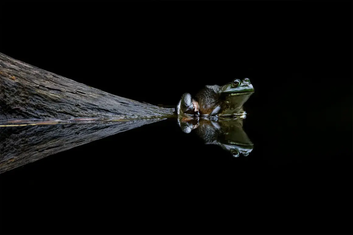 BRONZE©Rafal Dymarkowski Reflections of The Frog