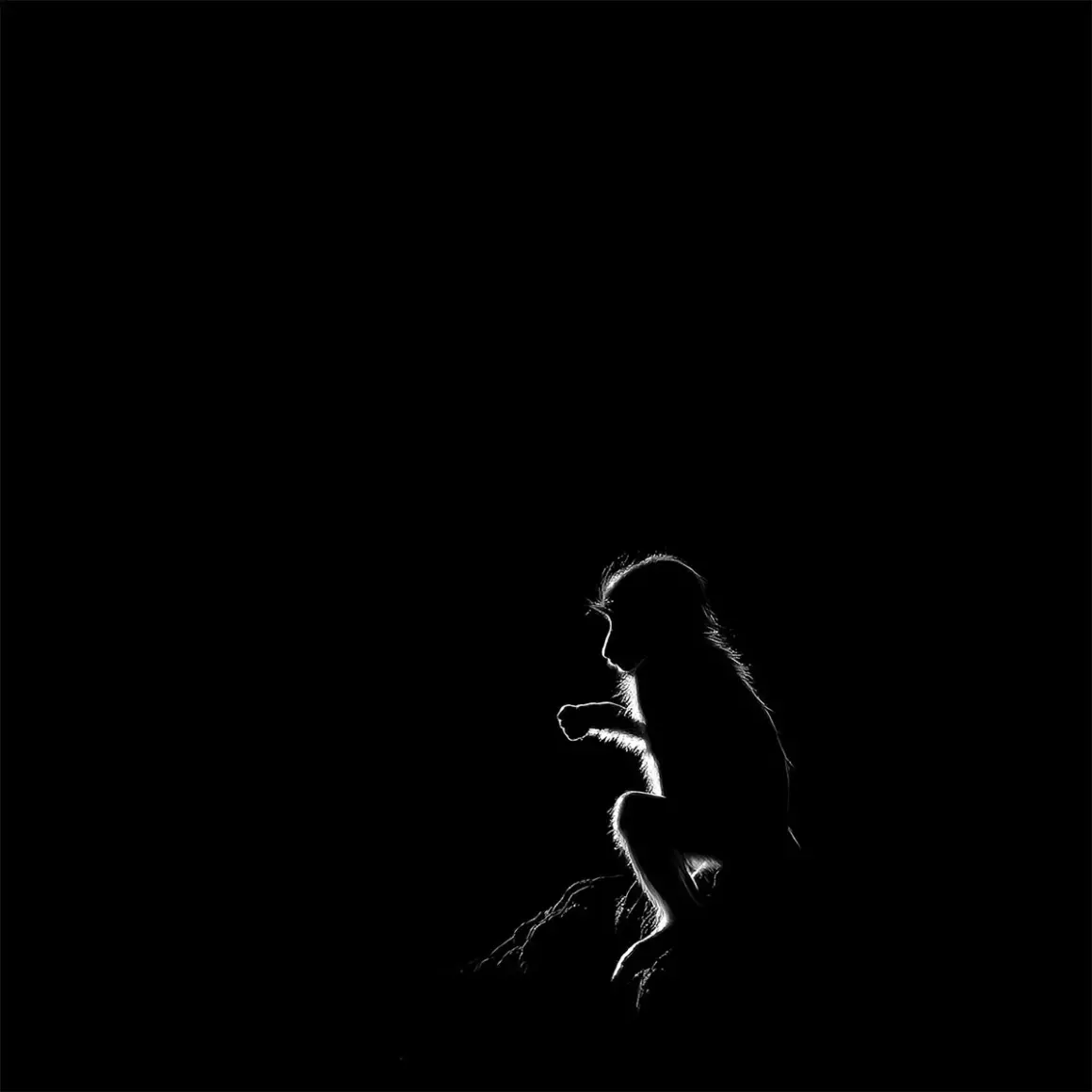 2024 Siyah Beyaz Minimalist Fotoğraf Ödülü 13 Baby Baboon Silhouette by Turgay Uzer