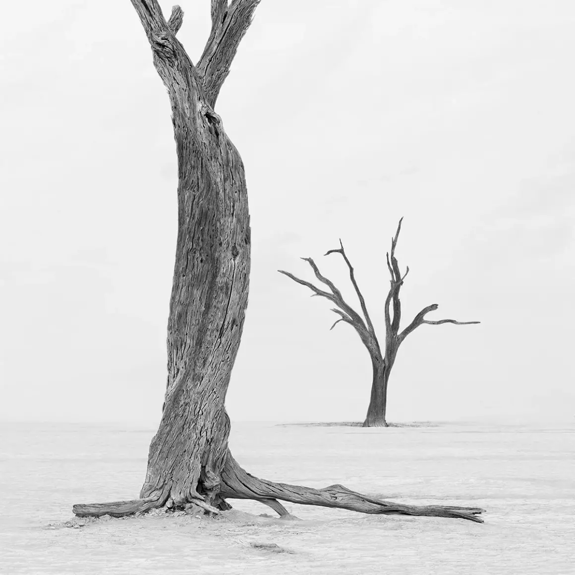 2024 Siyah Beyaz Minimalist Fotoğraf Ödülü 8 DriedWood by Marleen Van Hove 1
