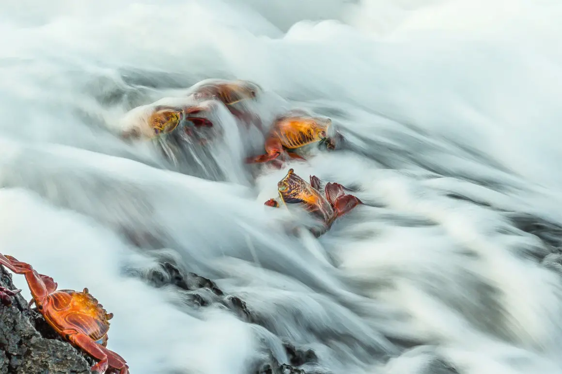 GOLD©Bill Klipp Sally Lightfoot Crabs Puerto Egas Galapagos