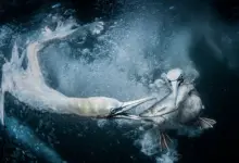 World Nature Photography Awards 2024 18 GOLD©Tracey Lund Underwater Gannets