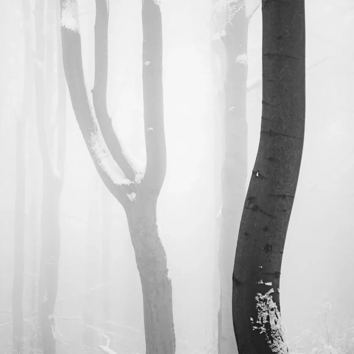 2024 Siyah Beyaz Minimalist Fotoğraf Ödülü 9 Lines of winter by Petr Novak