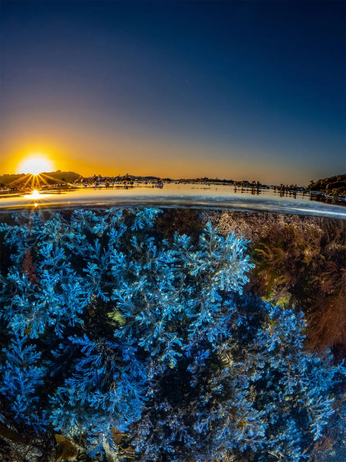 SILVER©Dr Martin Stevens Rainbow at dawn