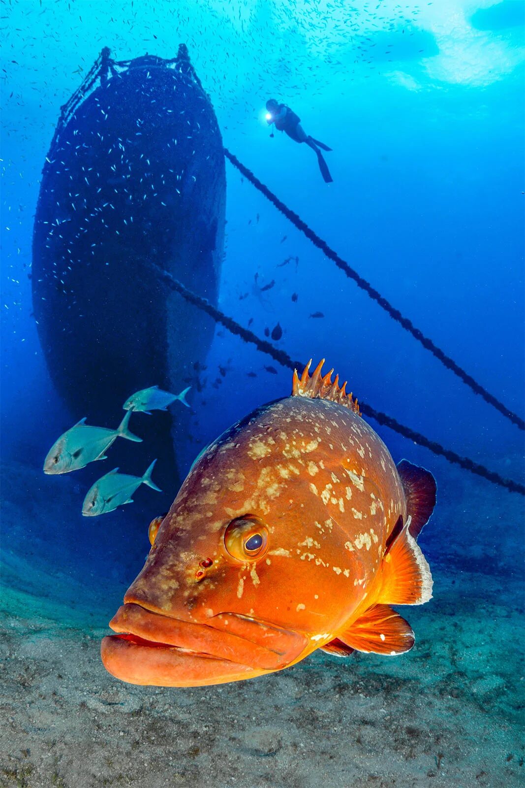 SILVER©Ferenc Lorincz Front of the wreck