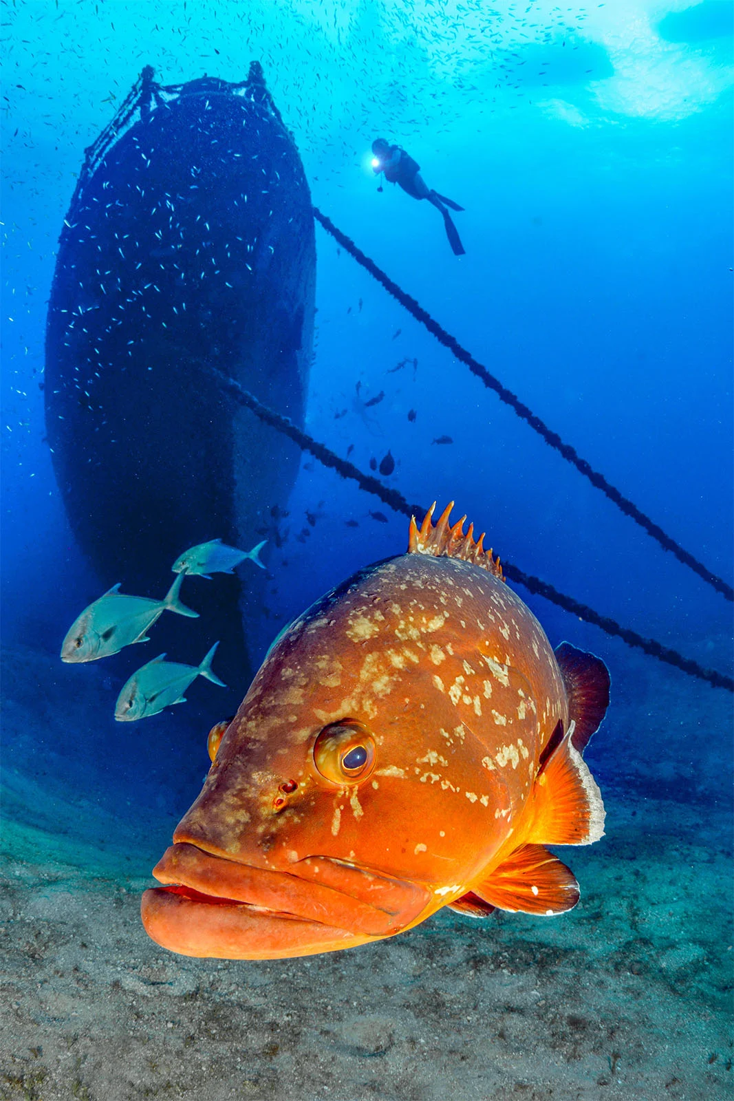 SILVER©Ferenc Lorincz Front of the wreck