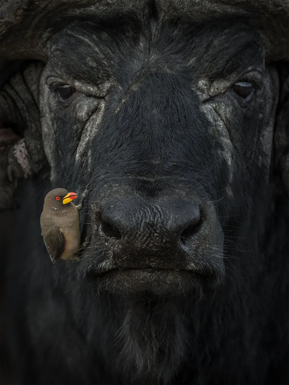 SILVER©Lakshitha Karunarathhna Oxpecker and water buffalo