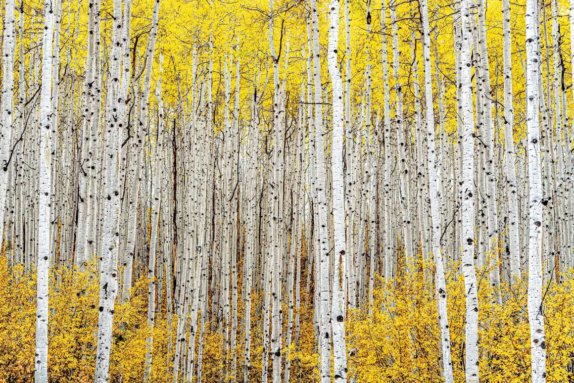 SILVER©Robert Ross Aspen trees