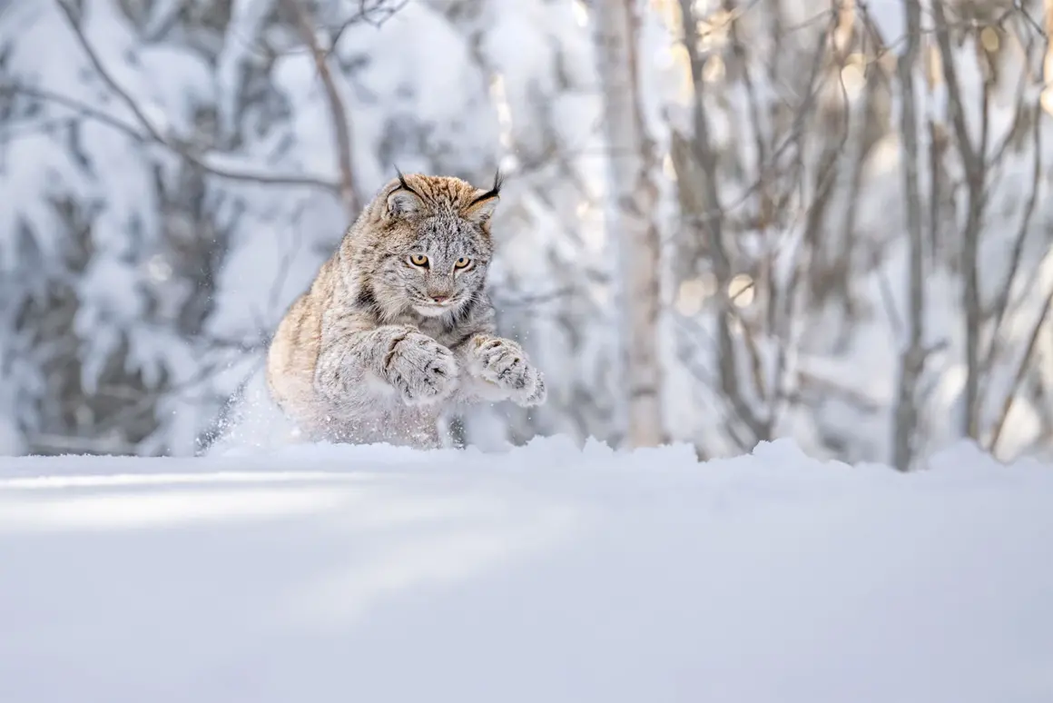 SILVER©Thomas Vijayan Lynx Pounce