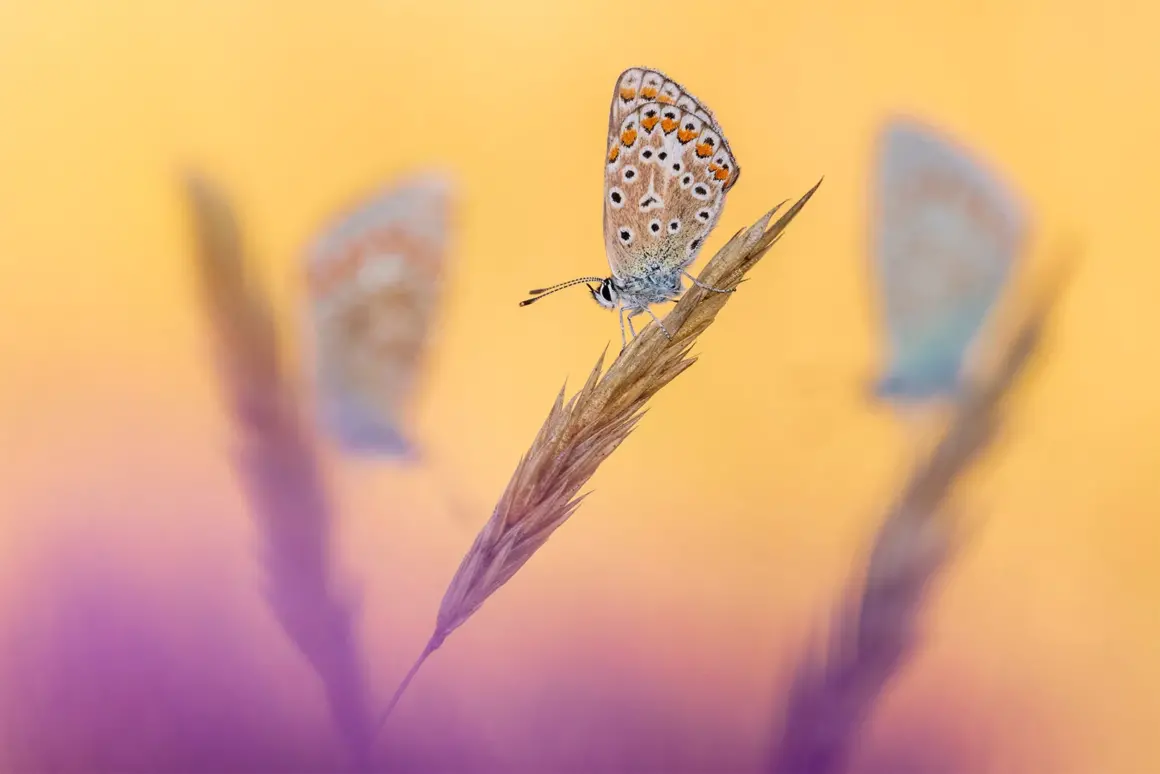 WINNER Common blue butterflies 7005