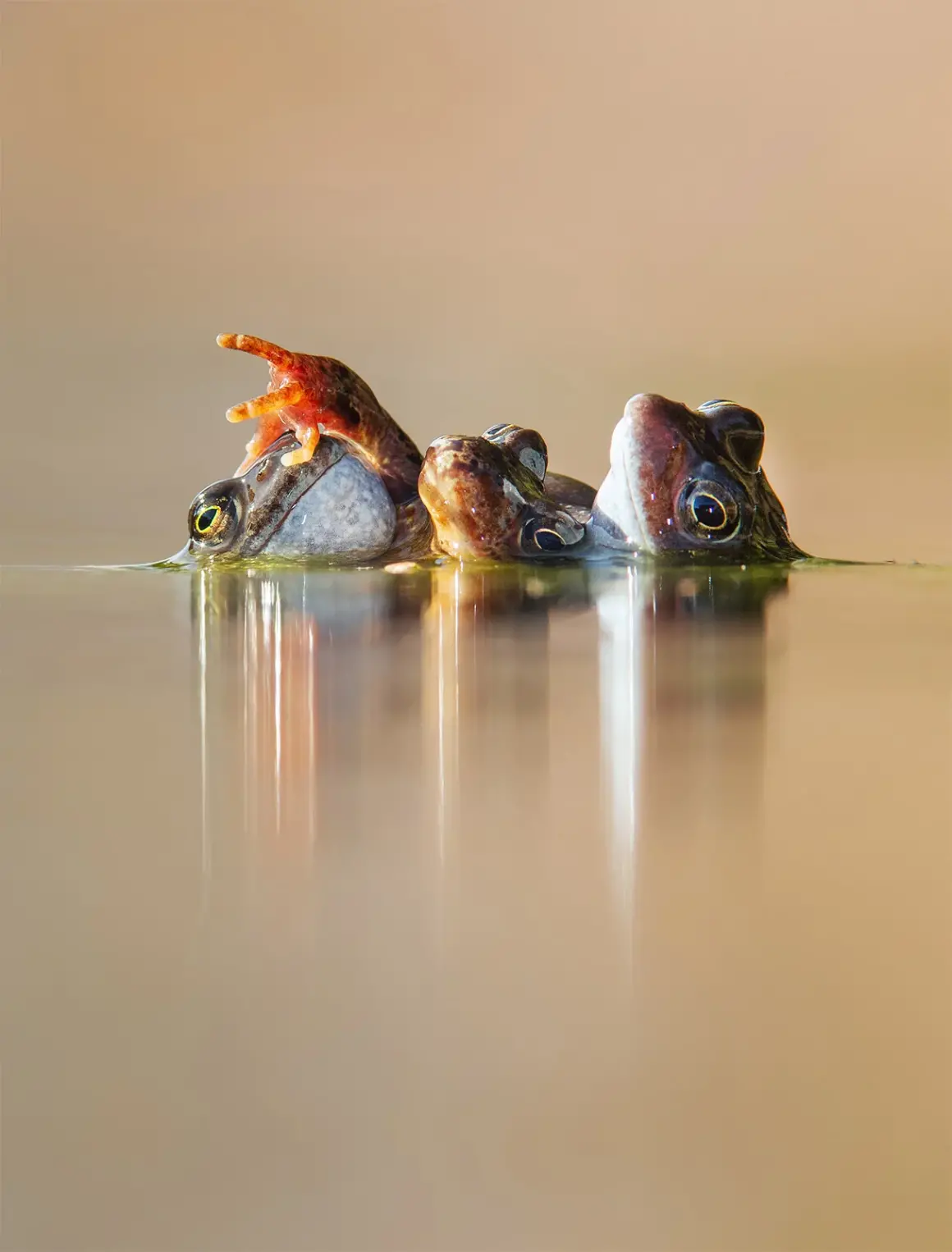 WINNER frogs1