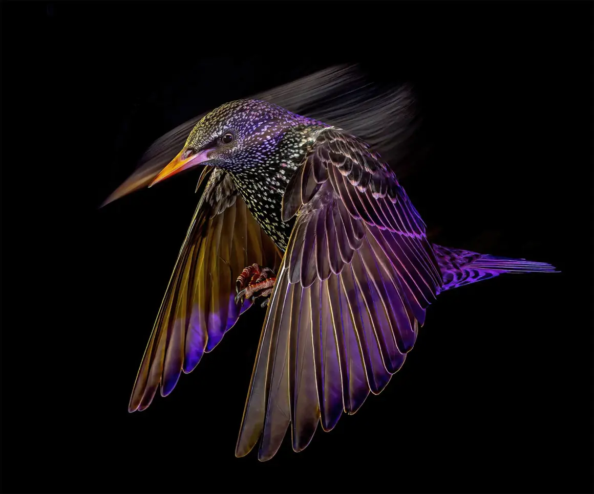 WINNER starling at night