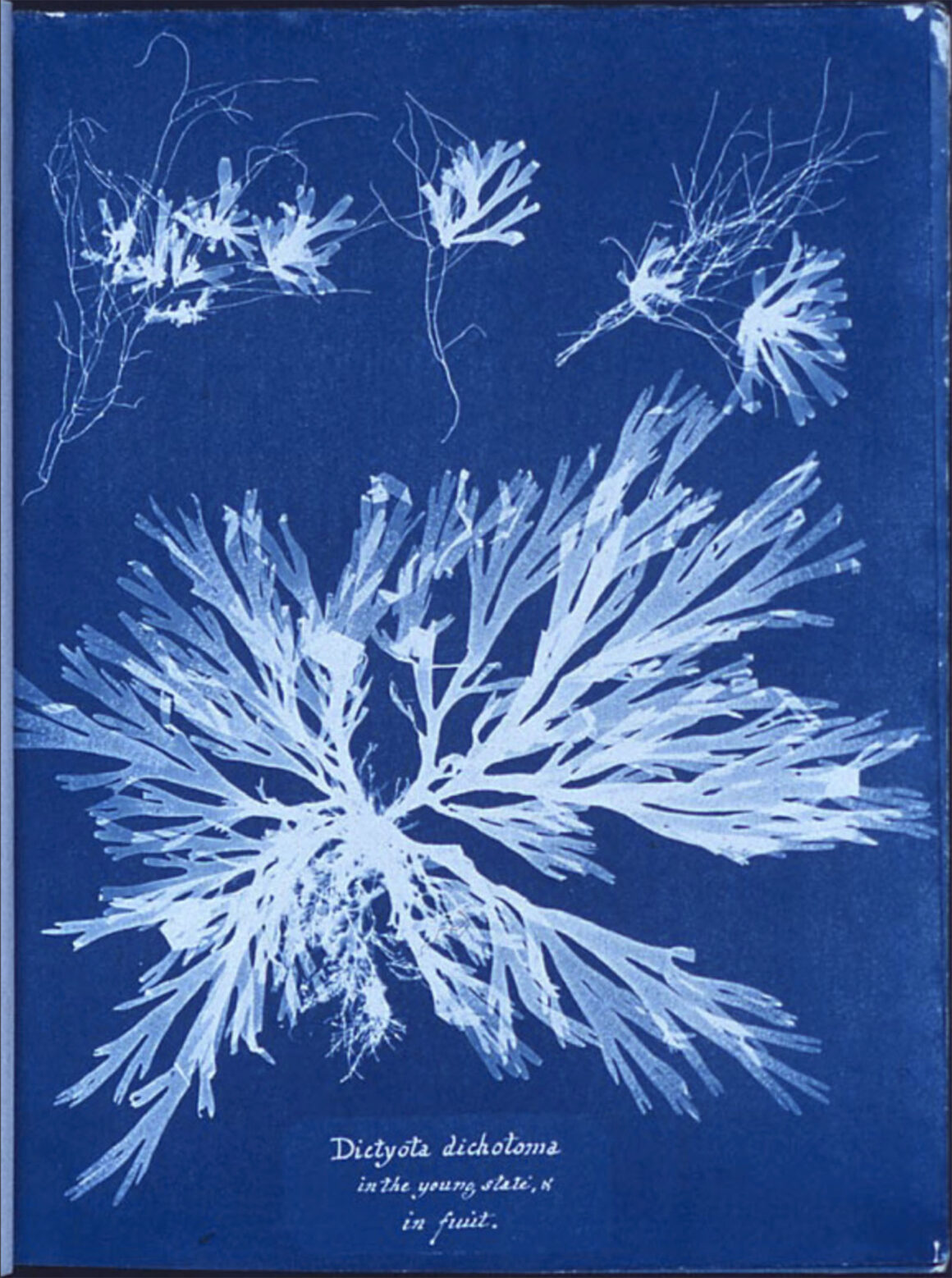 anna atkins cyanotype public domain 1843