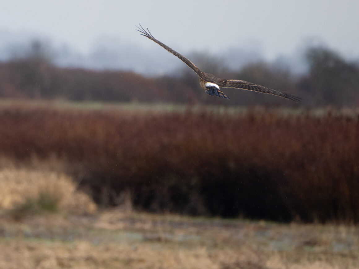 harrier