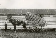 Fotoğraf Düzenleme Etiği: Gerçek, Yalanlar ve Dünya Görüşleri 3 Large Veggies870
