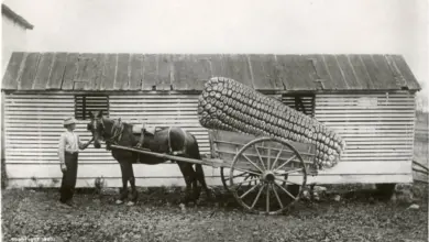 Fotoğraf Düzenleme Etiği: Gerçek, Yalanlar ve Dünya Görüşleri 17 Large Veggies870