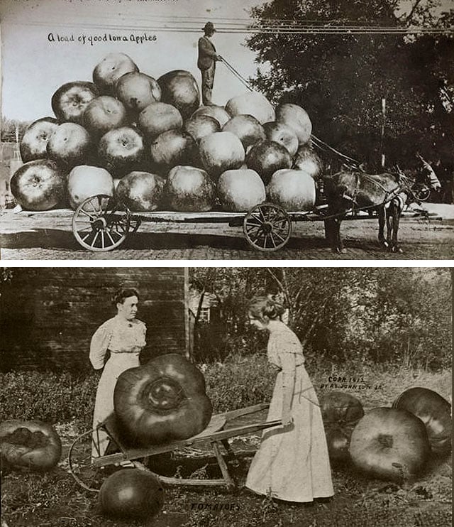 giant vegetables