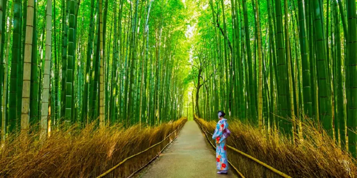2024'te Ziyaret Edilmesi Gereken En İyi 10 Fotoğrafçılık Lokasyonu 4 Arashiyama Bambu Ormani
