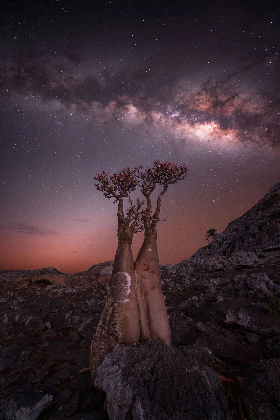 Yılın Samanyolu Fotoğrafçısı 2024'den 15 Güzel Fotoğraf 9 BLOOMING BOTTLE TREE – ROSITSA DIMITROVA