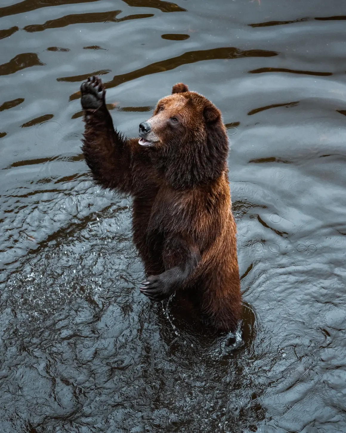 Seyahat Hikayelerini Anlatmak için Adobe Lightroom'un Yeni AI Araçları 7 Bear in Alaska Tiffany Nguyen 1