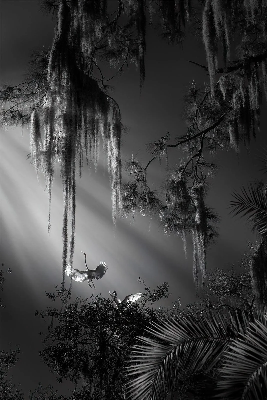 2024 One Shot Fotoğraf Yarışması Kazananları 17 Exposure One Awards 1128 2024 OSC Fenqiang Frank Liu fenqiangliu