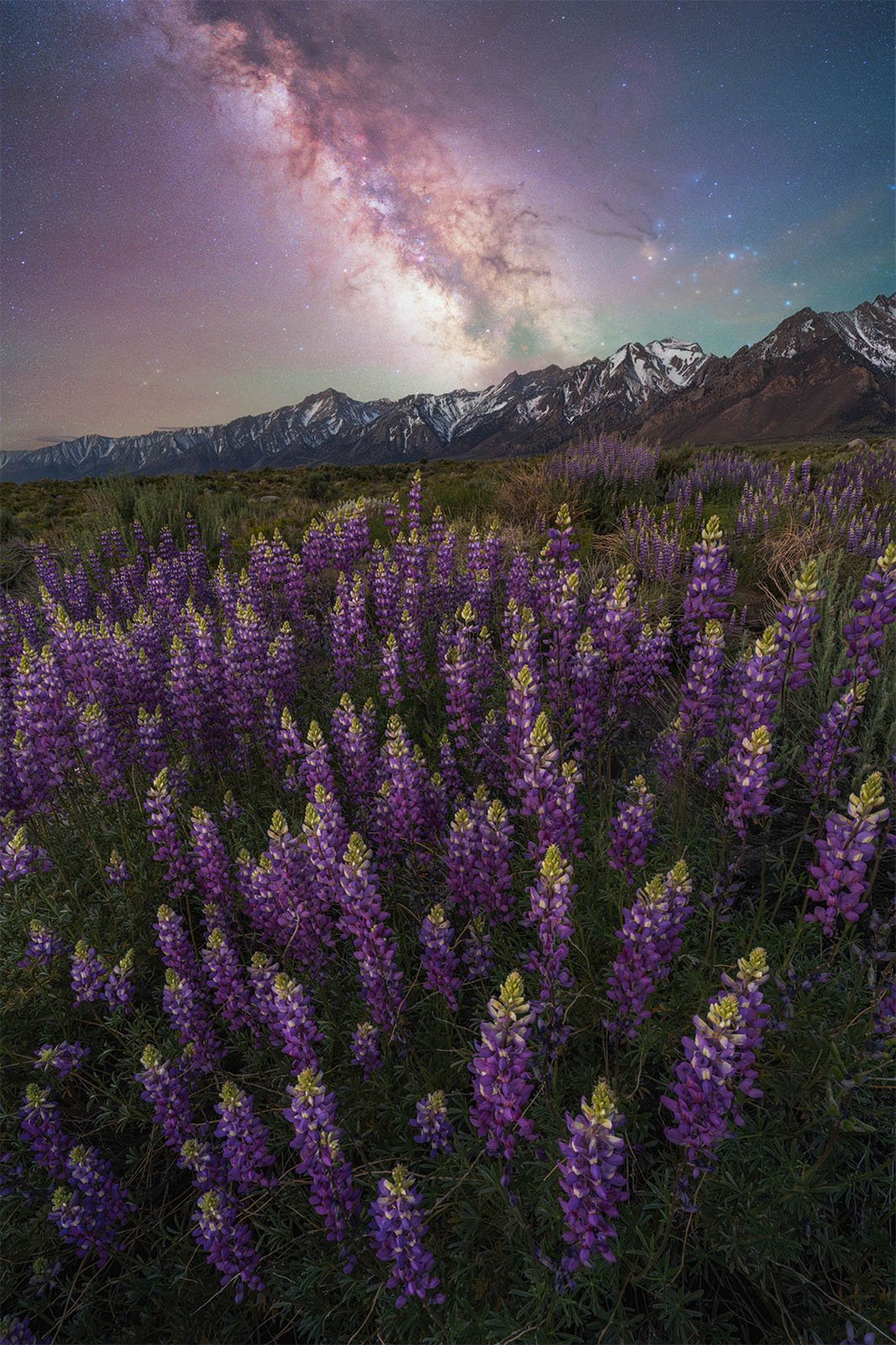 Yılın Samanyolu Fotoğrafçısı 2024'den 15 Güzel Fotoğraf 12 LUPINE DREAMS – BRANDT RYDER