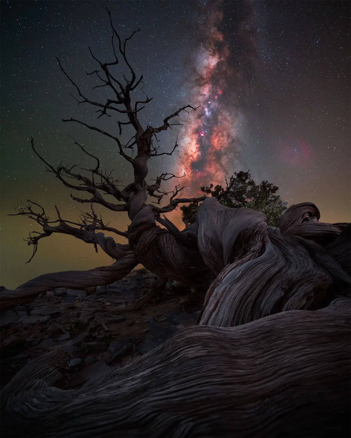 Yılın Samanyolu Fotoğrafçısı 2024'den 15 Güzel Fotoğraf 16 MOTHER JUNIPER – BENJAMIN BARAKAT