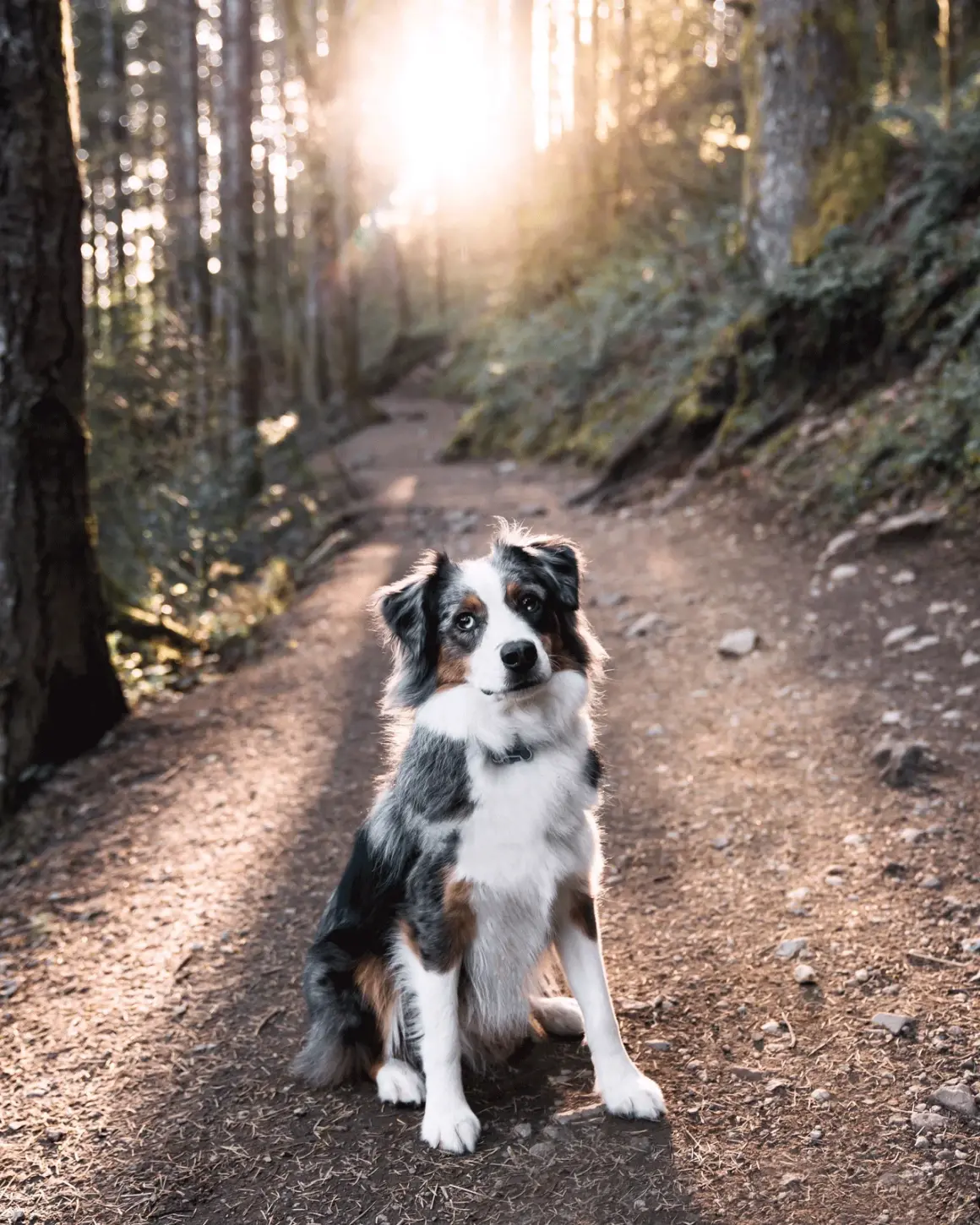 Seyahat Hikayelerini Anlatmak için Adobe Lightroom'un Yeni AI Araçları 5 Washington hike Tiffany Nguyen