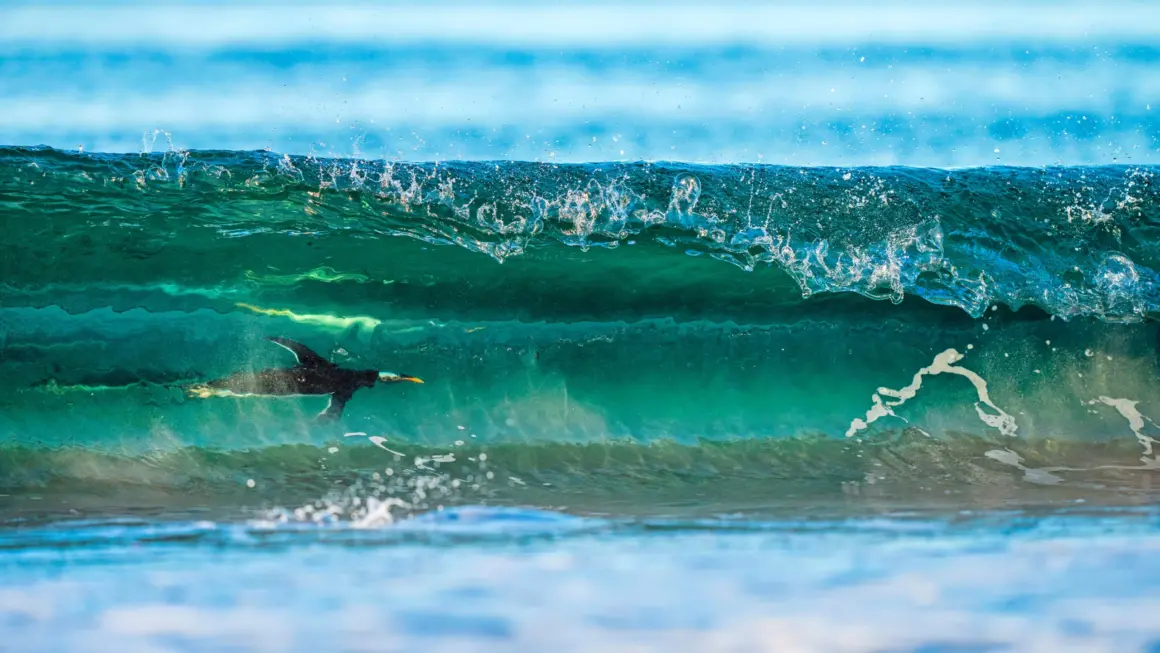 GDT Yılın Doğa Fotoğrafçısı Kazananları 2024 2 k1 1 levi fitze surfing on the other side scaled 1
