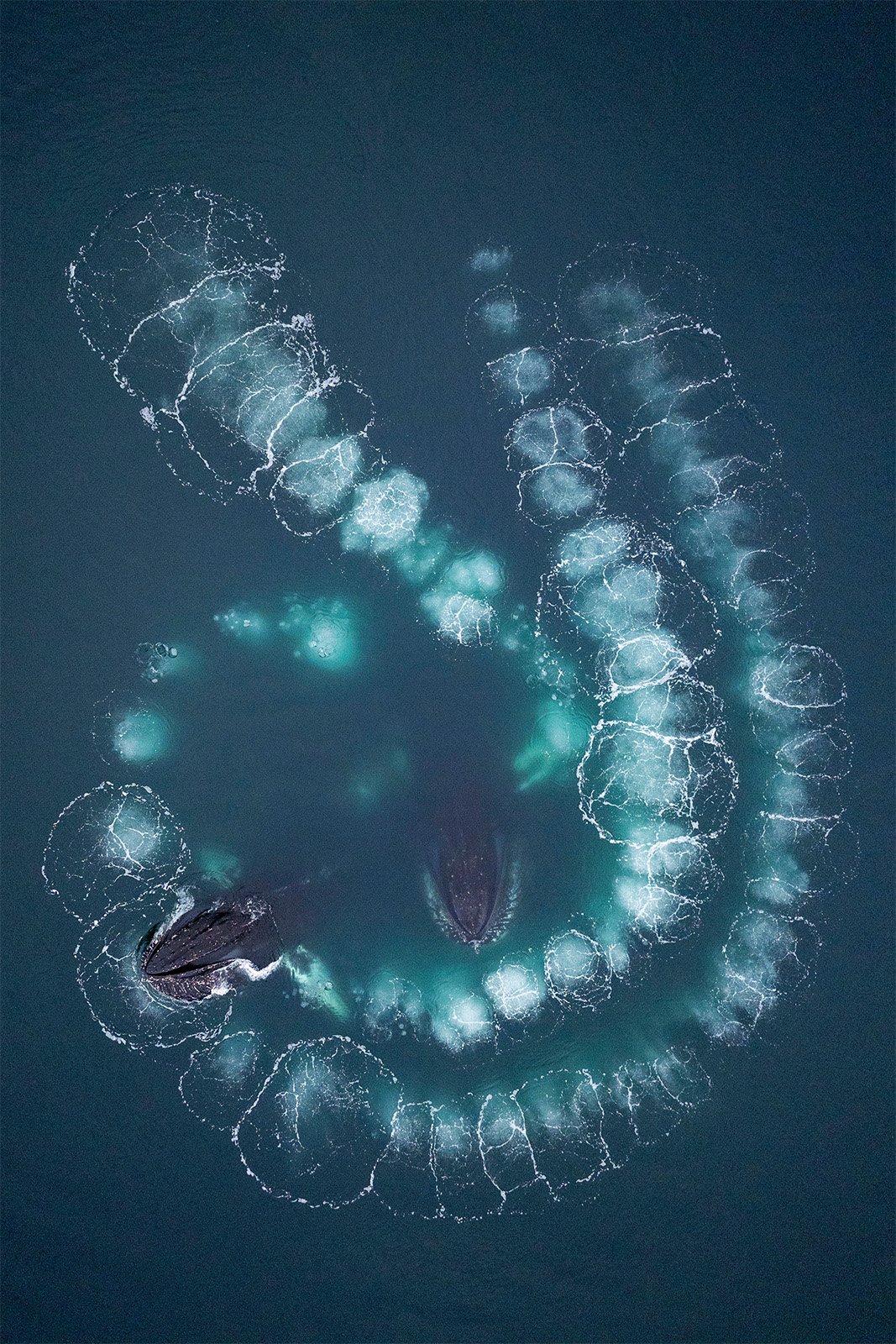 GDT Yılın Doğa Fotoğrafçısı Kazananları 2024 3 k2 1 scott portelli bubblenet