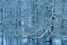 GDT Yılın Doğa Fotoğrafçısı Kazananları 2024 6 k7 1 dieter damschen winterhochwasser im auwald