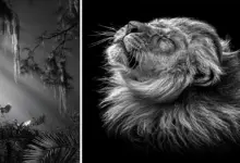 2024 One Shot Fotoğraf Yarışması Kazananları 14 oneshot exposure awards 2024 featured