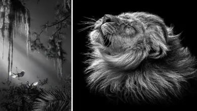 oneshot exposure awards 2024 featured