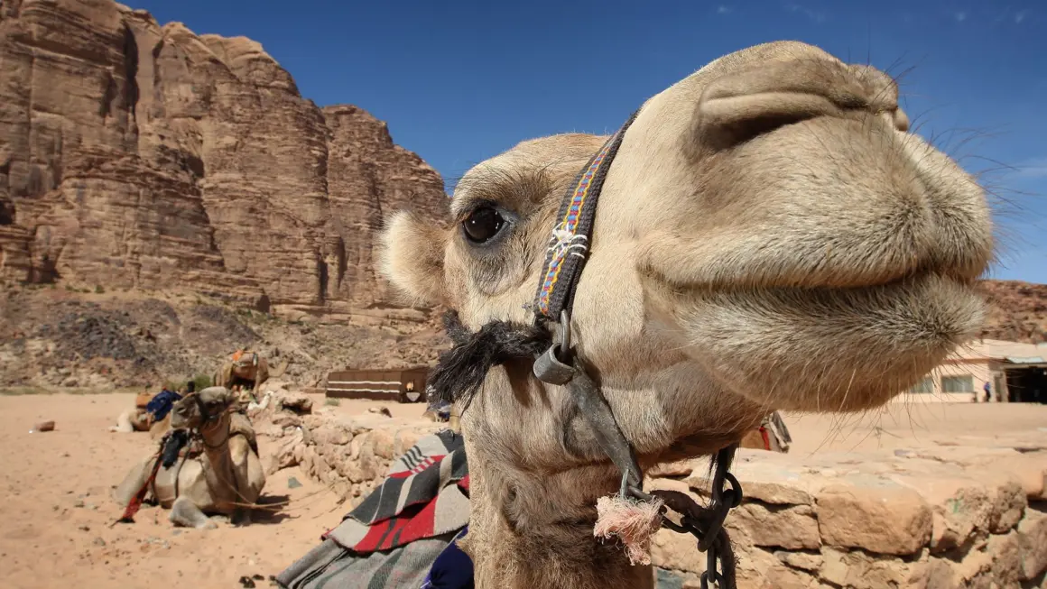 2024'te Ziyaret Edilmesi Gereken En İyi 10 Fotoğrafçılık Lokasyonu 30 petra urdun 1