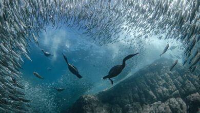 15 Dunya Okyanus Gunu Fotograf Yarismasi Kazananlari