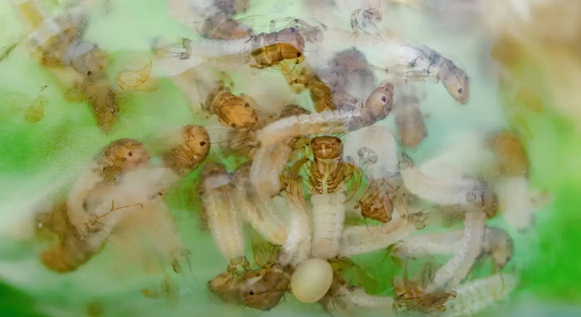 2023 Over18 2nd prize Caddisfly larvae in jelly egg sac © Tim Jonas