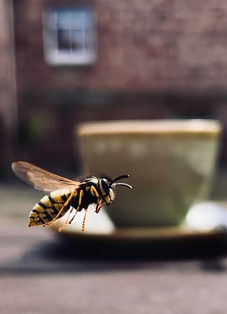 2023 Over18 Smartphone Specially Commended A wasp joined us for cream tea © Abi Batten
