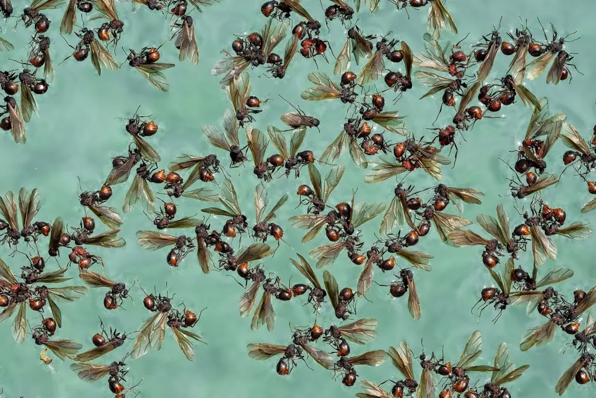 2023 Over 18 Specially Commended Behaviour Fatal Attraction Alate winged ants © Rosemary Haleem