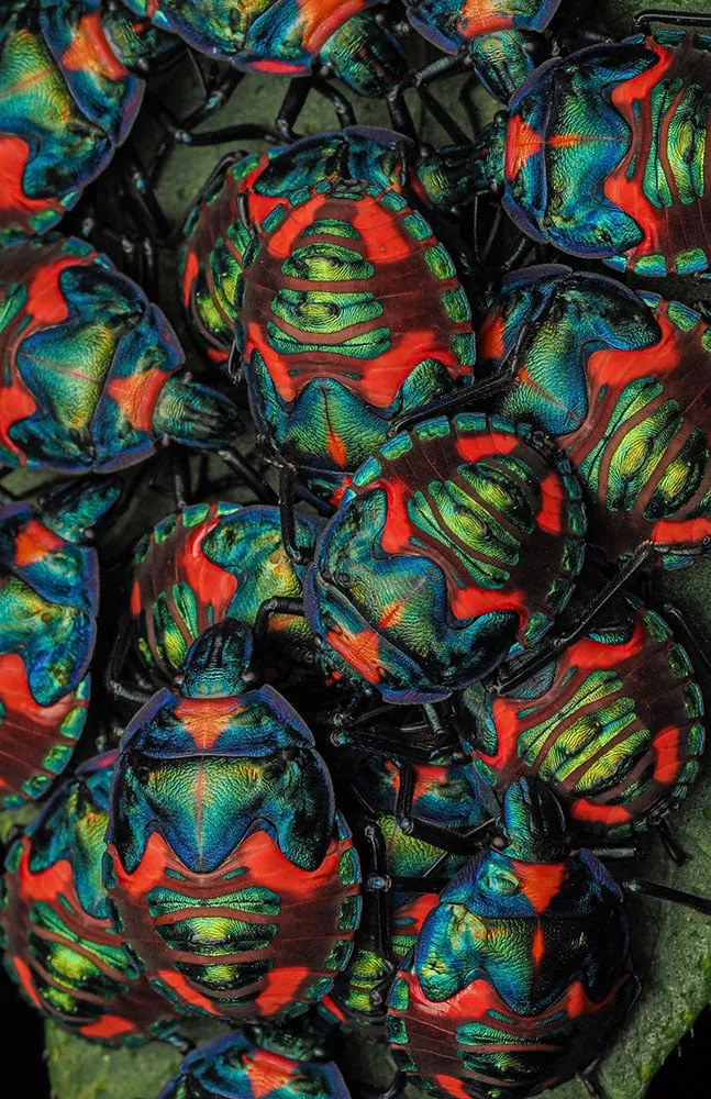 2023 Over 18 Specially Commended Behaviour Nature s Jewels Cotton harlequin bugs Tectocoris diophthalmus © Nikita Richardson
